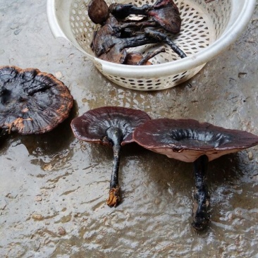 灵芝8~12公分