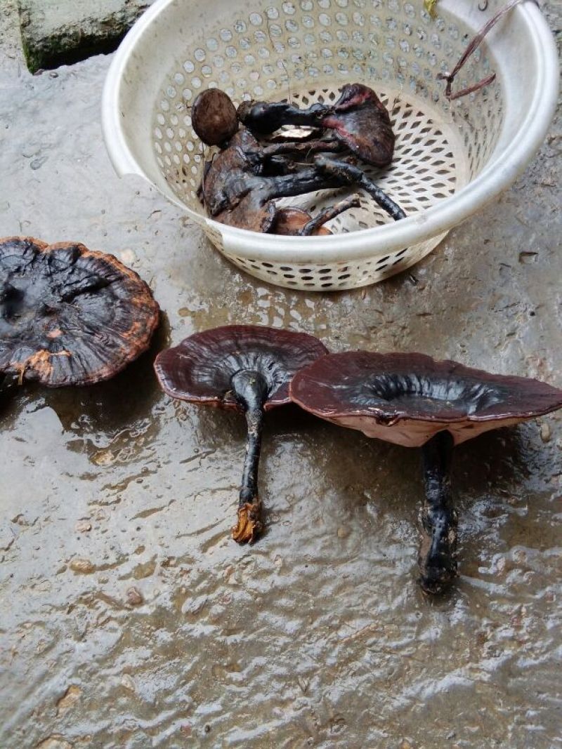 灵芝8~12公分