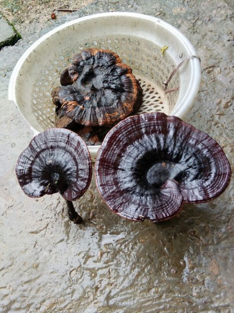 灵芝8~12公分