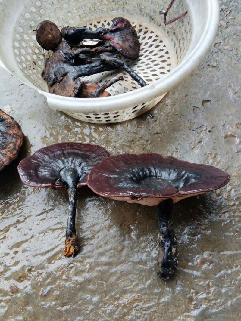 灵芝8~12公分