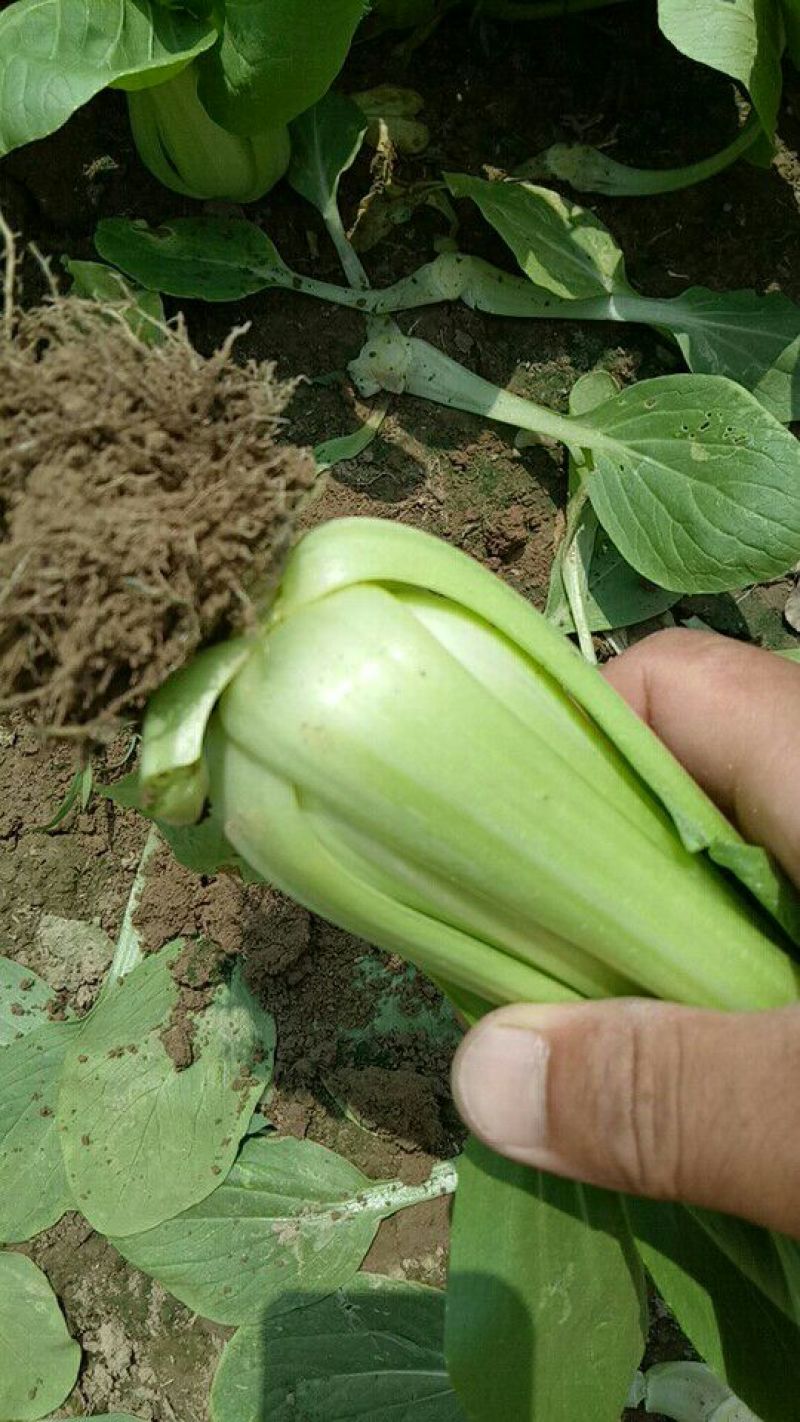 青菜质量很好，价格便宜，欢迎订购，合作一