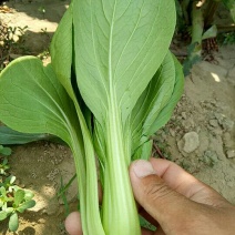 青菜质量很好，价格便宜，欢迎订购，合作一