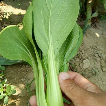 青菜质量很好，价格便宜，欢迎订购，合作一