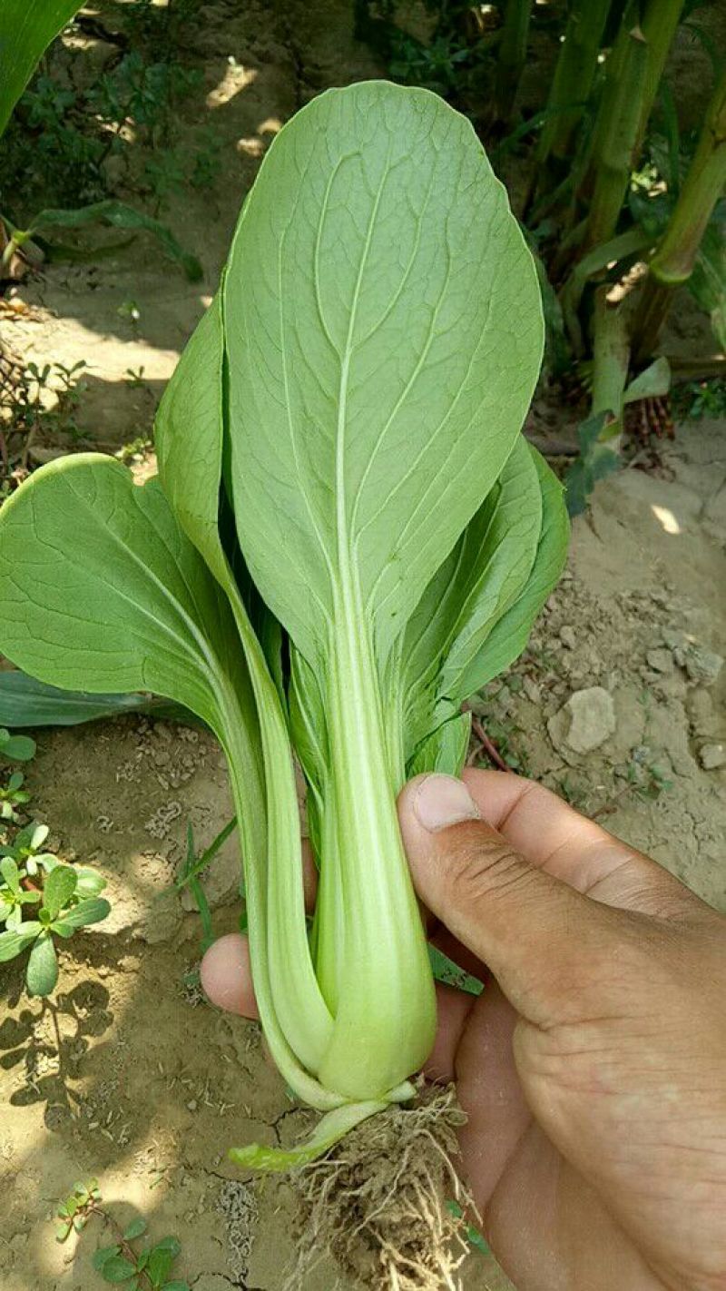 青菜质量很好，价格便宜，欢迎订购，合作一