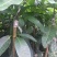 芒果苗