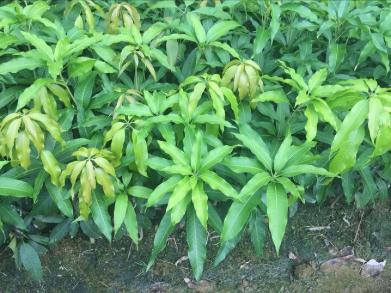 芒果苗