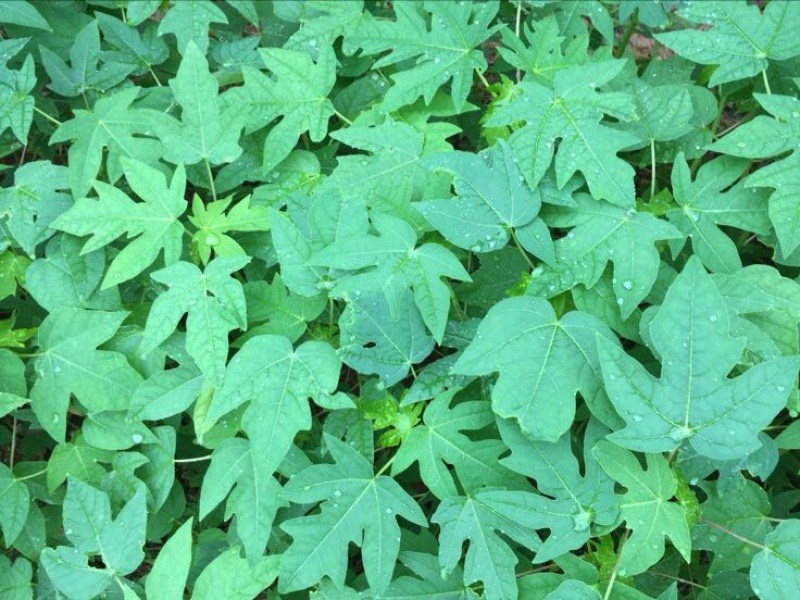 木瓜树苗