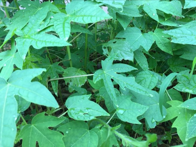 木瓜树苗