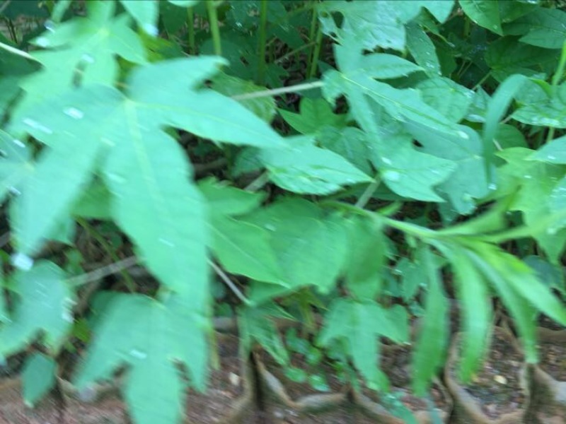 木瓜树苗