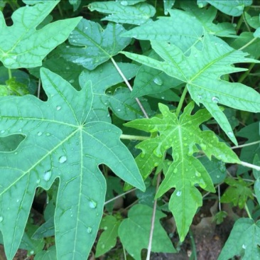 木瓜树苗