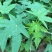 木瓜树苗