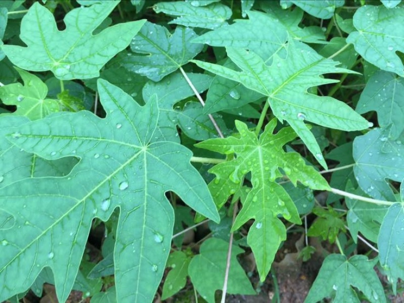 木瓜树苗