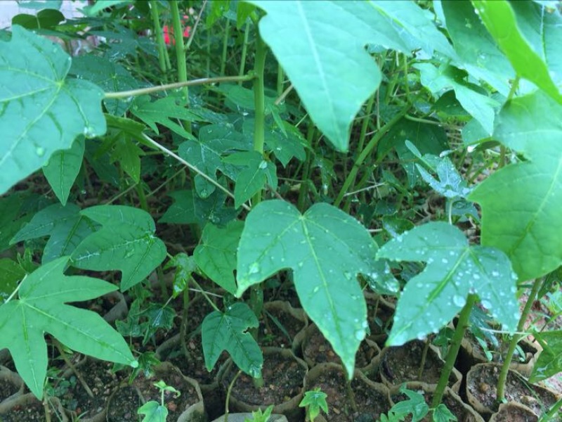 木瓜树苗