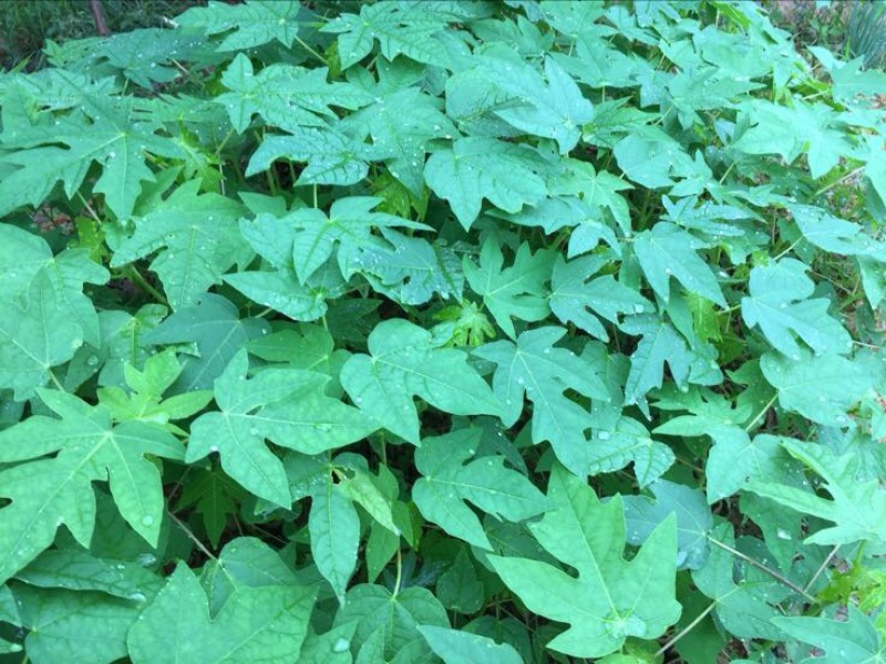 木瓜树苗