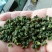 九叶青花椒一级干，可少量发货。货真价实，绝不以次充好