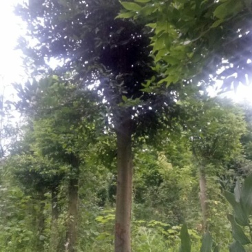 天竺桂3~3.5m