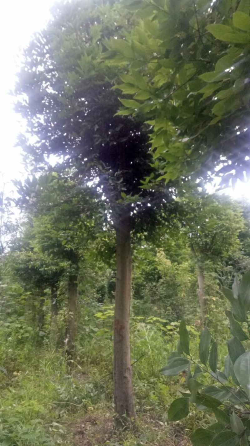 天竺桂3~3.5m