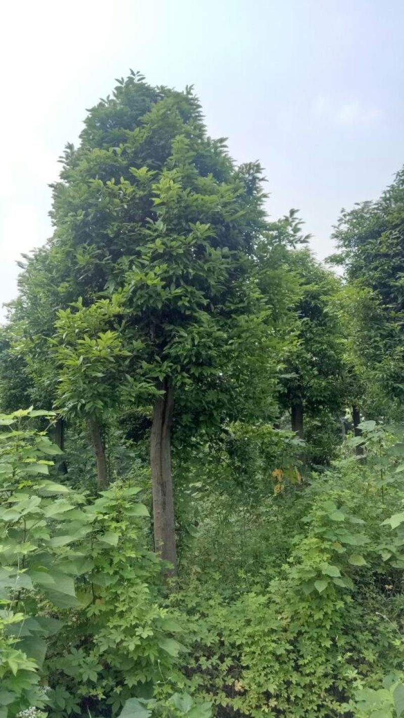 天竺桂3~3.5m