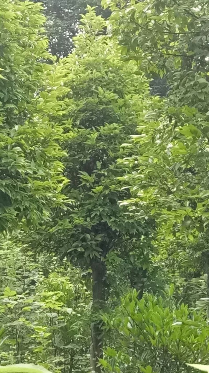 天竺桂3~3.5m
