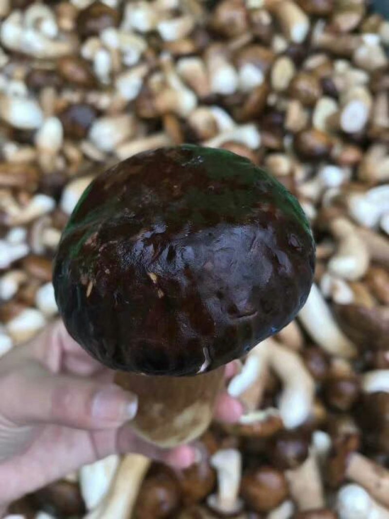 鲜牛肝菌一级羊肚菌