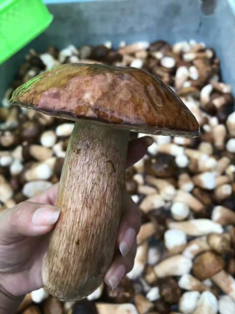 鲜牛肝菌一级羊肚菌