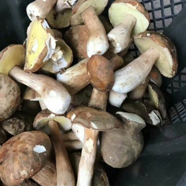 鲜牛肝菌一级羊肚菌