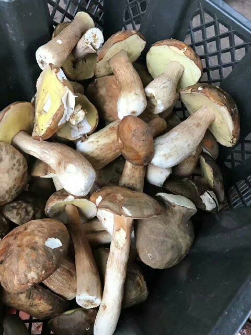 鲜牛肝菌一级羊肚菌
