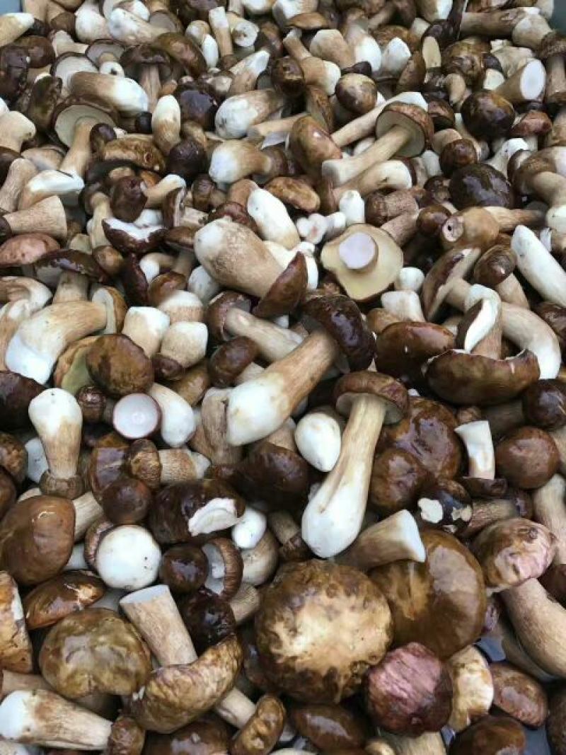 鲜牛肝菌一级羊肚菌