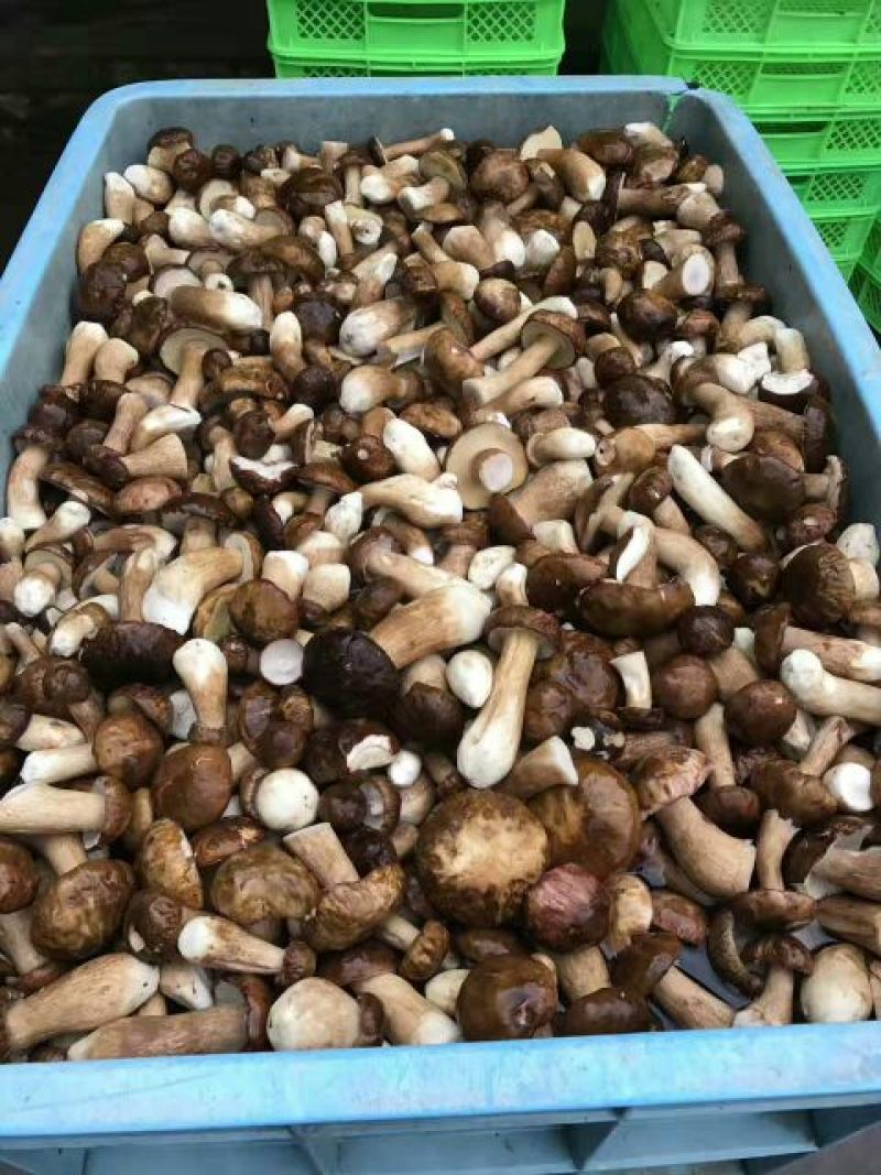 鲜牛肝菌一级羊肚菌