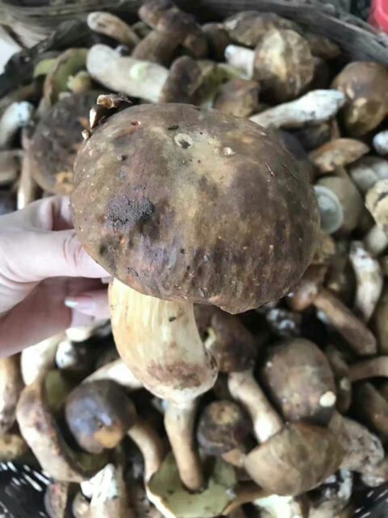 鲜牛肝菌一级羊肚菌