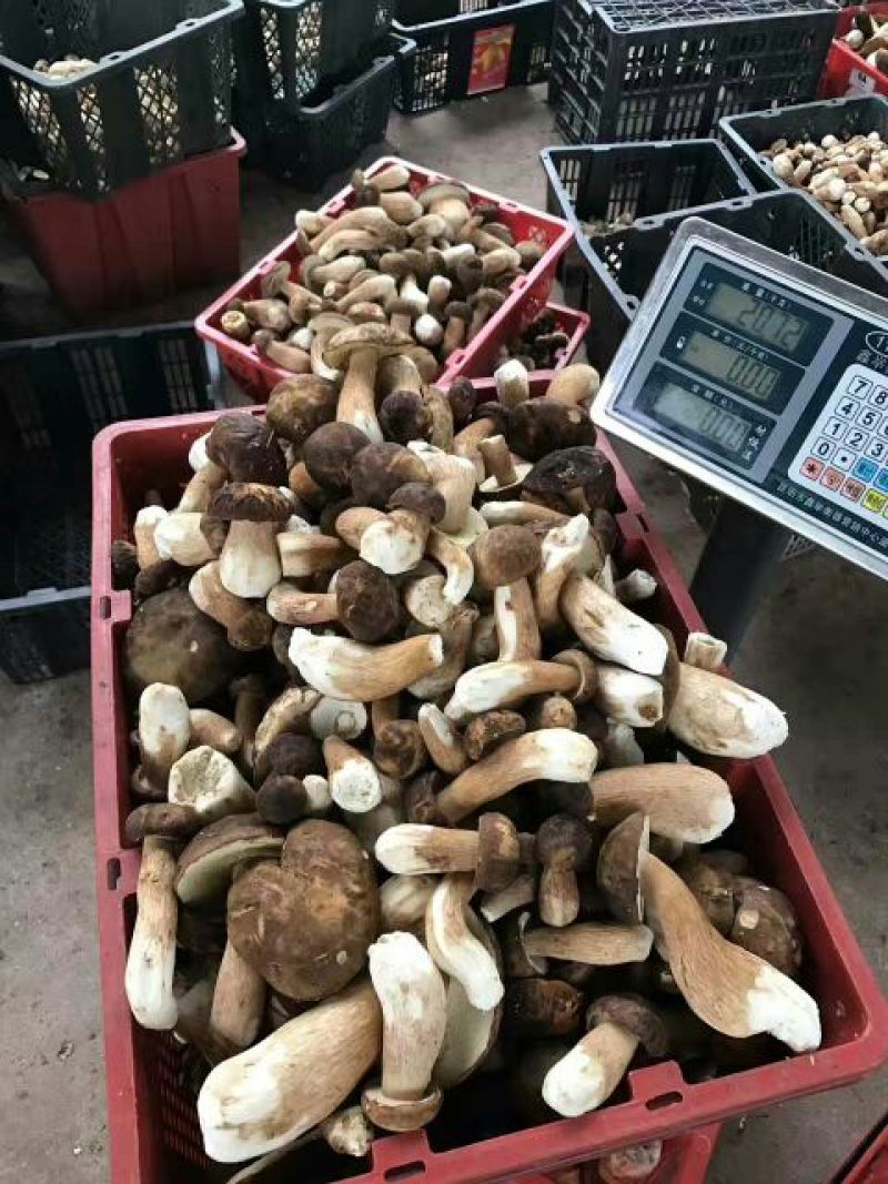 鲜牛肝菌一级羊肚菌