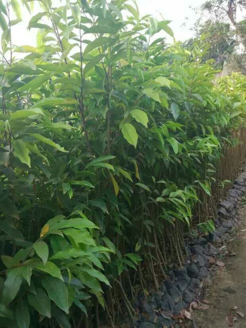 沉香树苗30~50cm