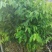 沉香树苗30~50cm