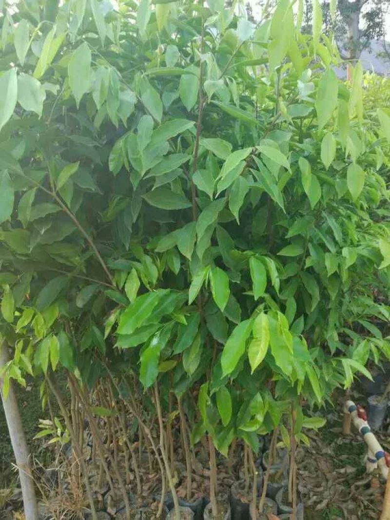 沉香树苗30~50cm