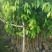 沉香树苗30~50cm