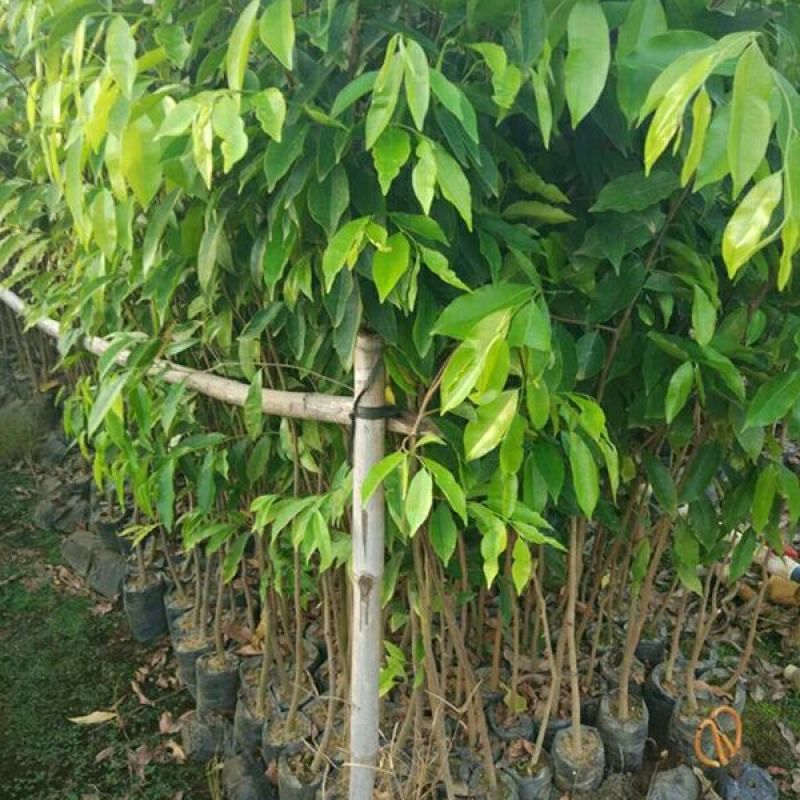 沉香树苗30~50cm