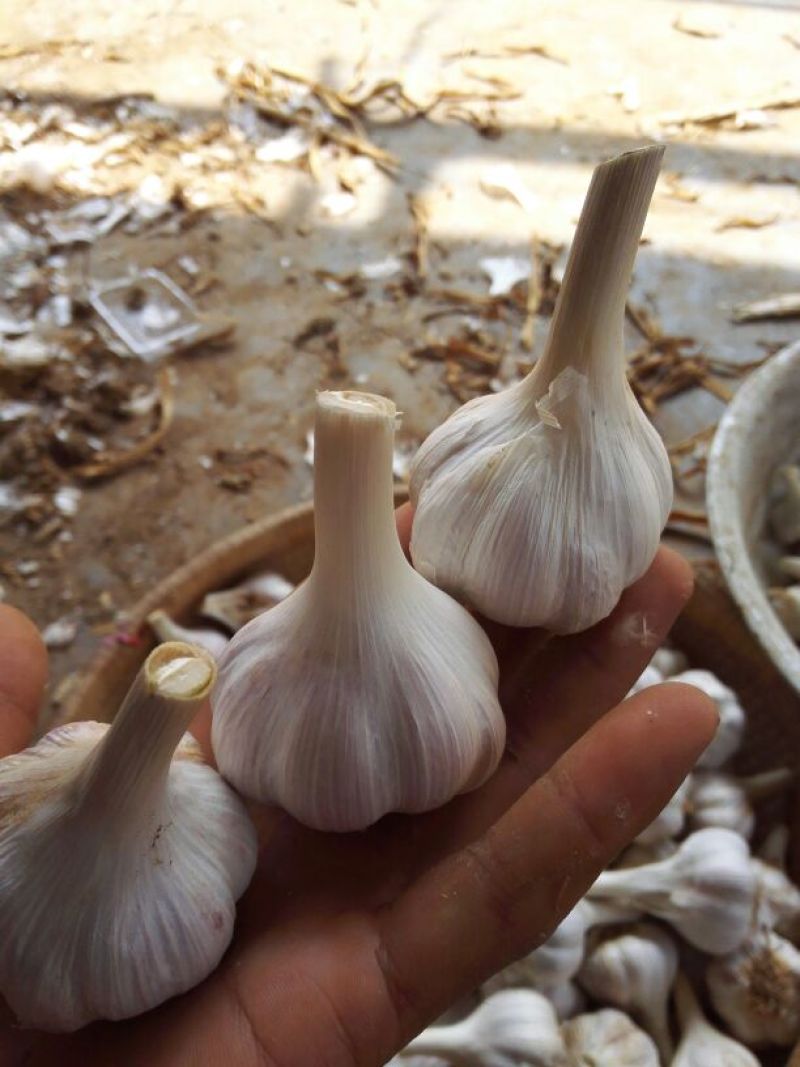 大蒜混级统货干蒜