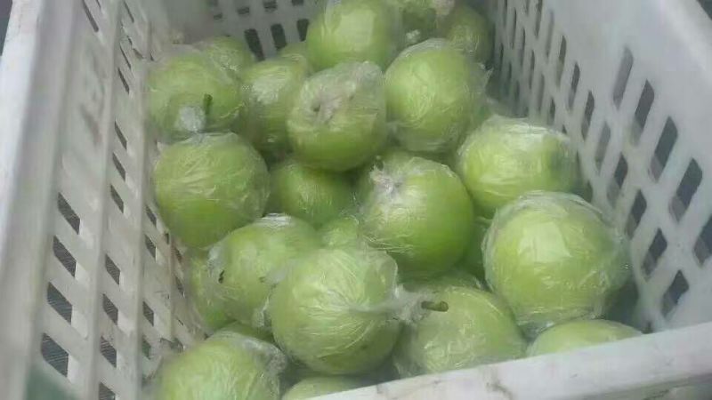 皇冠梨纸加膜500~550g