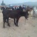 毛驴200斤左右的，欢迎各位客商前来参观选购