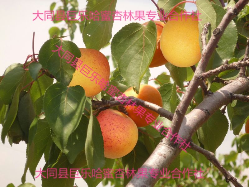 哈密杏50mm以上