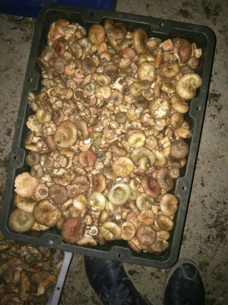 松蘑特级