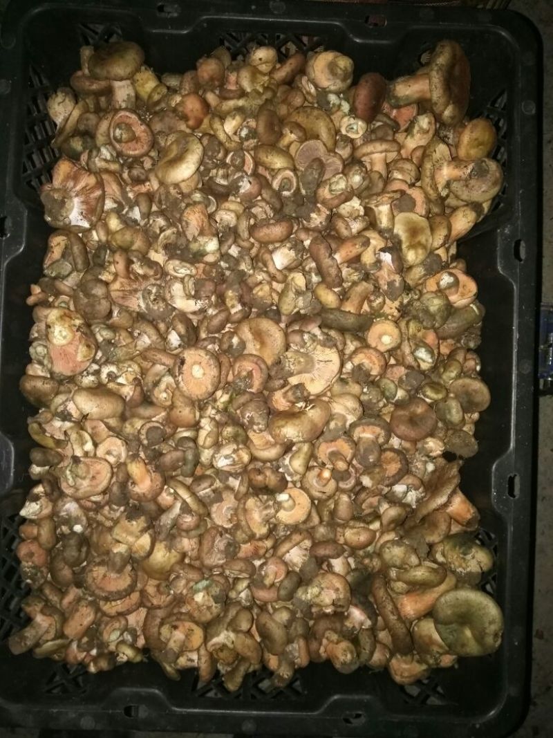 松蘑特级