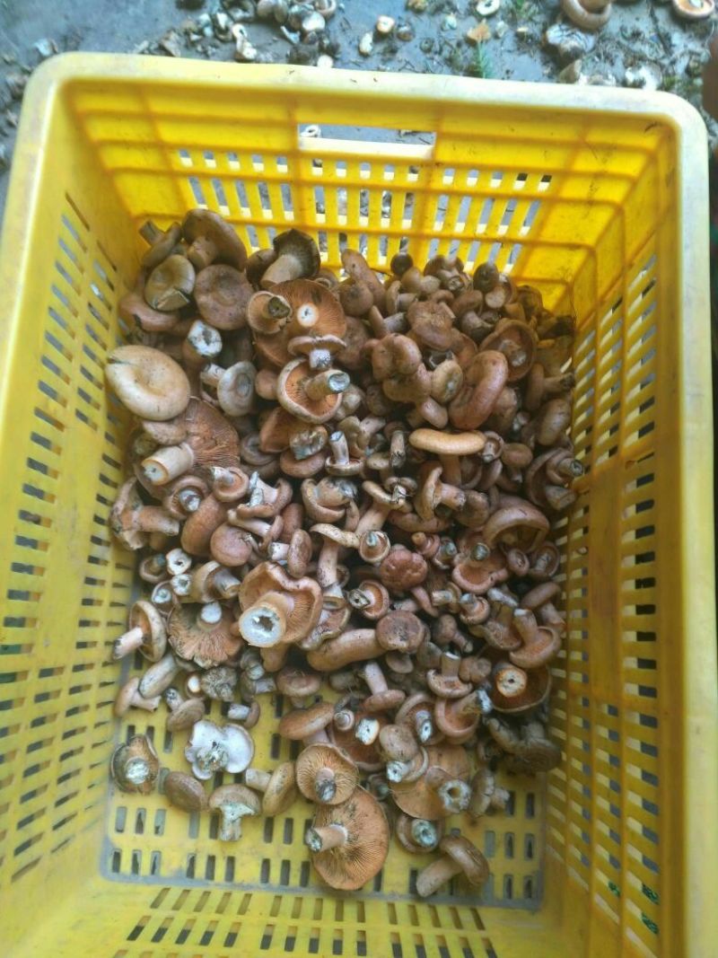 松蘑特级