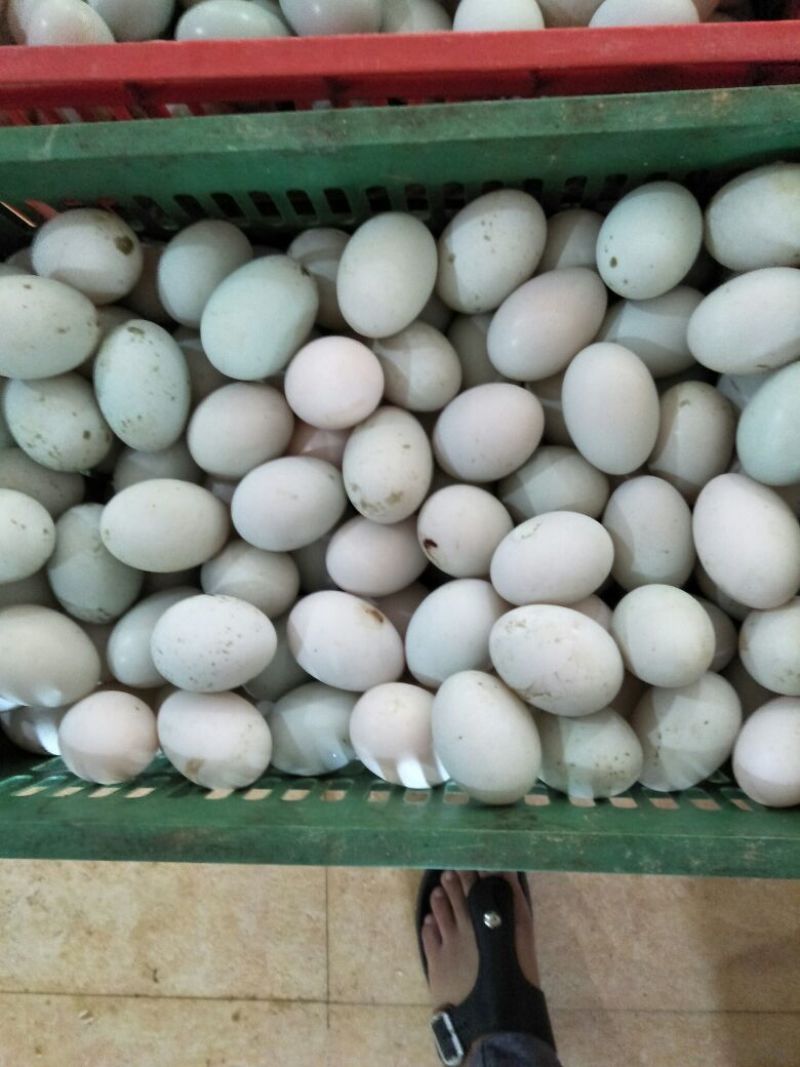 白条鸭