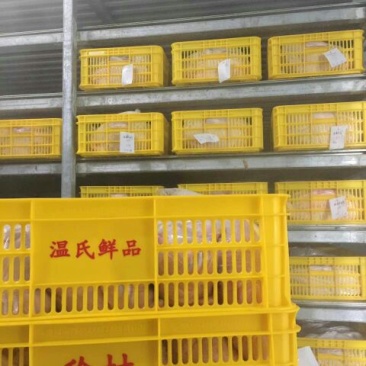 白条鸭