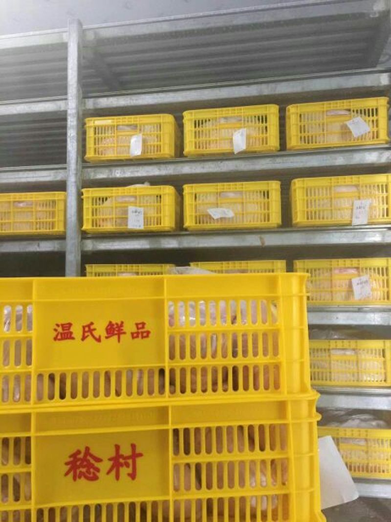 白条鸭