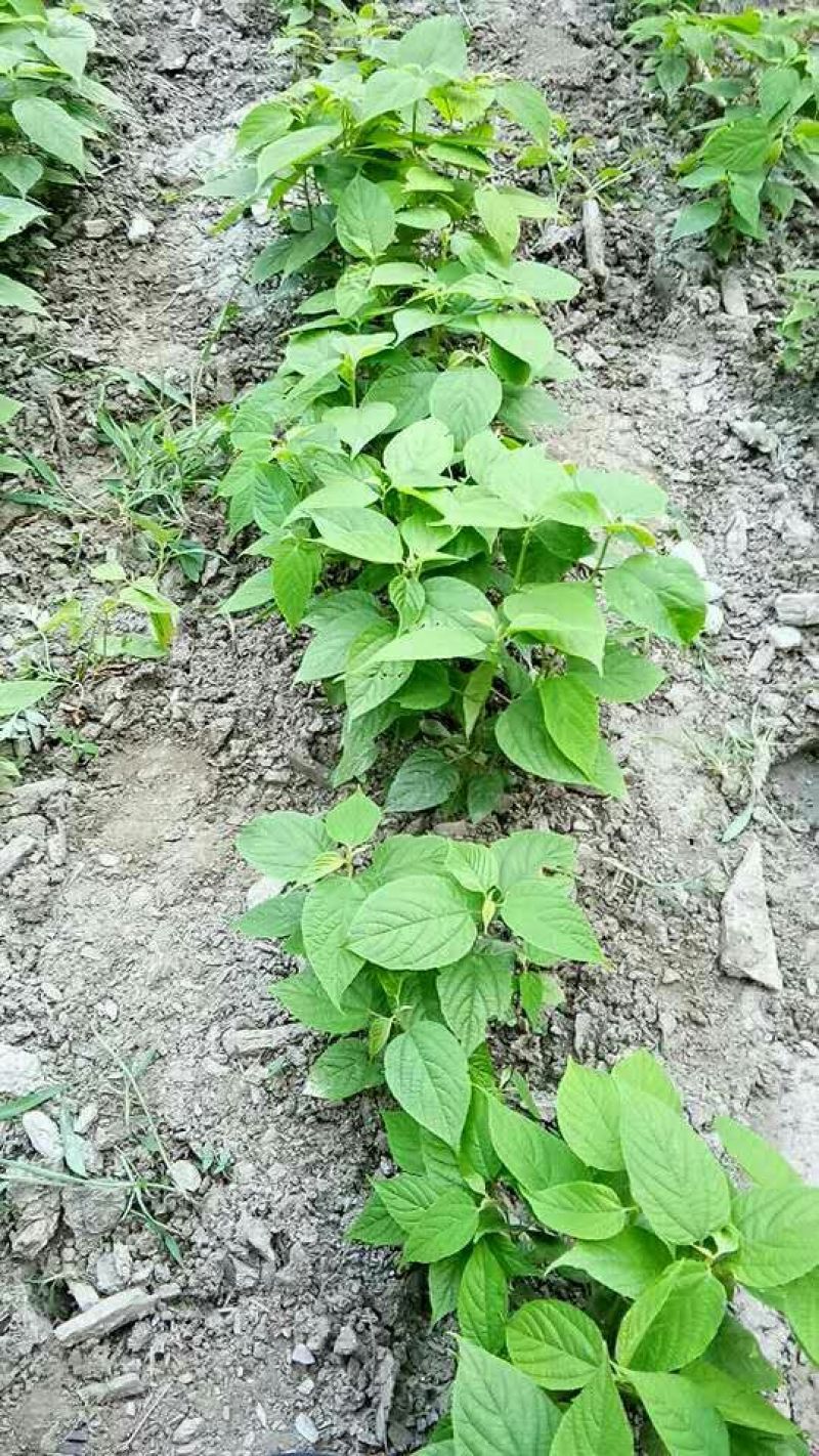 拐枣树苗80~110cm