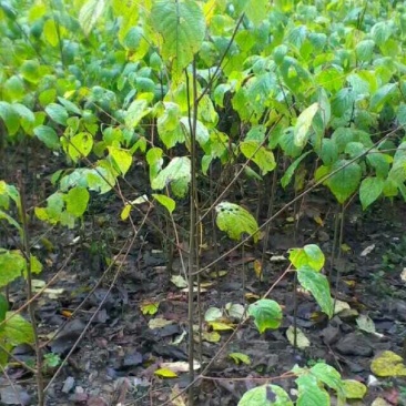 拐枣树苗80~110cm