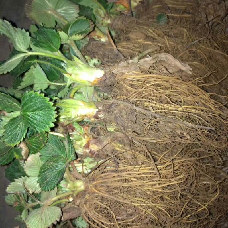 妙香草莓苗抗病毒