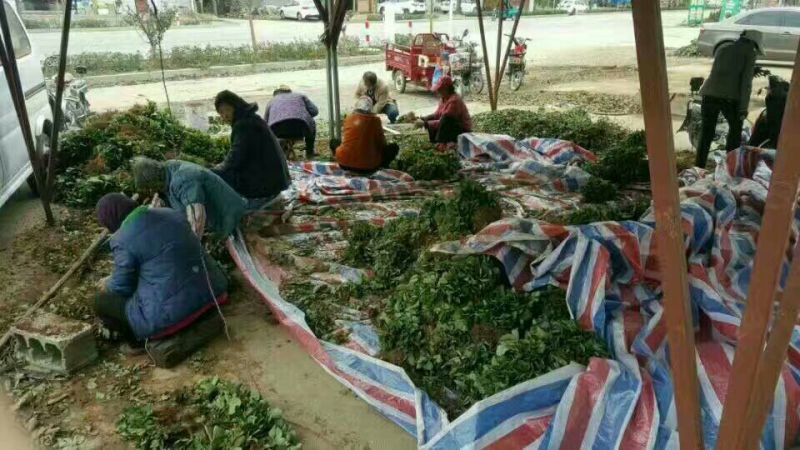 妙香草莓苗抗病毒